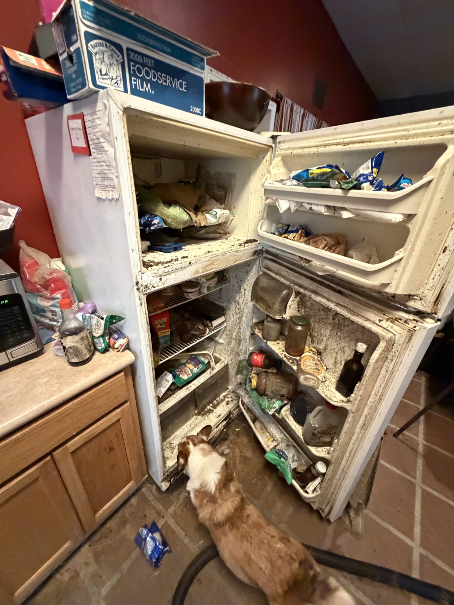 Moldy refrigerator with spoiled and contaminated contents before removal in Gilmer Texas